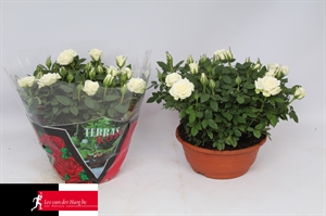 Роза Кордана "Alaska" белая 21/30 (Nieuwkoop Europe) 40045