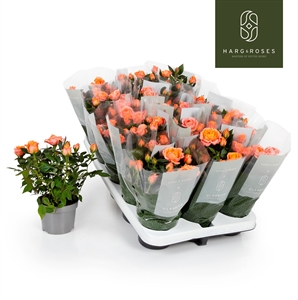 Роза Кордана "Aloha" розовая 10/27 (Nieuwkoop Europe) 40046