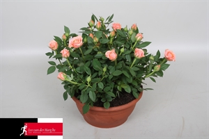 Роза Кордана "Aloha" розовая 21/30 (Nieuwkoop Europe) 40047