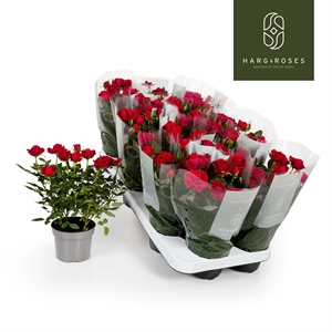 Роза Кордана "Apache" красная 10/27 (Nieuwkoop Europe) 40048