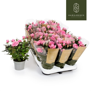 Роза Кордана "Esmeralda" Гранде 10/27 (Nieuwkoop Europe) 40054