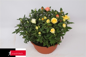 Роза Кордана микс разноцветный 21/30 (Nieuwkoop Europe) 40060