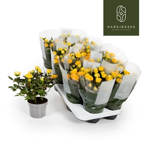 Роза Кордана "Limbo" жёлтая 10/27 (Nieuwkoop Europe) 40062