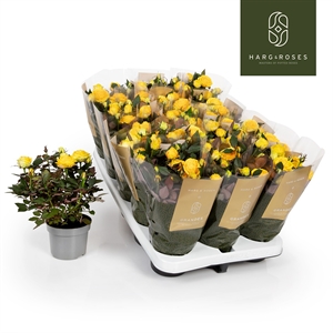 Роза Кордана "Sunstar" Гранде 10/27 (Nieuwkoop Europe) 40066