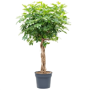 Шеффлера Компакта твист 40/160 (GL) 40068