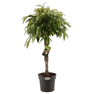 Фикус Амстель Кинг твист 35/160 (GL) 40069