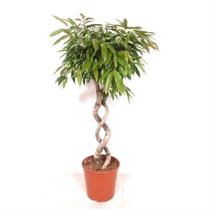 Фикус Амстель Кинг дабл спираль 30/140 (GL) 40070