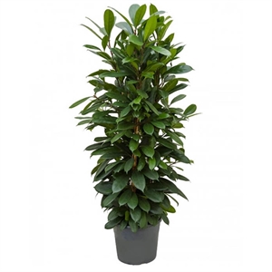 Фикус Циатистипула 3 ствола 35/140 (GL) 40071