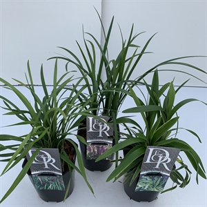 Лириопе мускари микс 17/25 (Nieuwkoop Europe) 40072