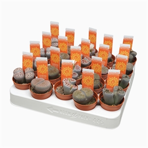 Литопсы ("живые камни") 5/8 (Nieuwkoop Europe) 40077