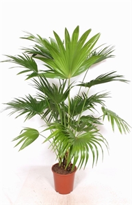 Ливистона китайская 27/170 (Nieuwkoop Europe) 40079