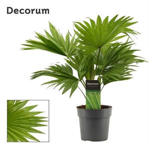 Ливистона ротундифолия (круглолистная) 12/35 (Nieuwkoop Europe) 40081