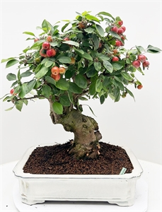 Яблоня домашняя 41/60 бонсай (Nieuwkoop Europe) 40083