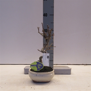 Яблоня домашняя 16/30 бонсай (Nieuwkoop Europe) 40084