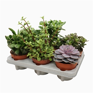 Суккуленты микс цветной 12/15 (Nieuwkoop Europe) 40087