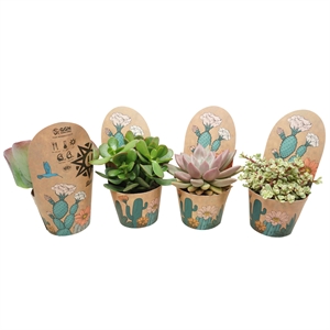 Суккуленты микс 10/15 (Nieuwkoop Europe) 40092