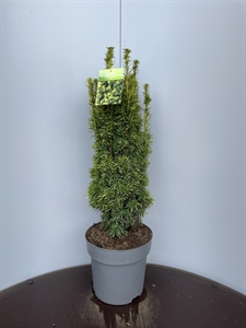 Тис ягодный "David" 28/100 (Nieuwkoop Europe) 40099