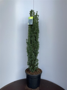 Тис ягодный "Fastigiata Robusta" 38/114 (Nieuwkoop Europe) 40102