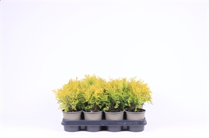 Туя западная "Golden Globe" 11/20 (Nieuwkoop Europe) 40106