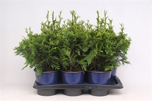 Туя складчатая (туя пликата) "Can-Can" 17/45 (Nieuwkoop Europe) 40117