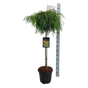 Туя складчатая (туя пликата) "Kagers Beauty" 32/130 (Nieuwkoop Europe) 40118