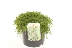 Тимьян ранний (чабрец ранний) "Albiflorus" 17/20 (Nieuwkoop Europe) 40120