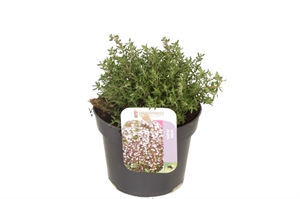 Тимьян обыкновенный (чабрец обыкновенный) "Compactus" 13/15 (Nieuwkoop Europe) 40121