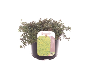 Тимьян лимоннопахнущий (чабрец лимонный) "Aureus" 13/15 (Nieuwkoop Europe) 40122