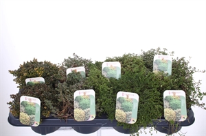 Тимьян лимоннопахнущий (чабрец лимонный) микс 13/20 (Nieuwkoop Europe) 40123