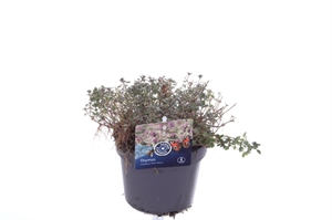 Тимьян лимоннопахнущий (чабрец лимонный) "Silver Queen" 13/25 (Nieuwkoop Europe) 40124