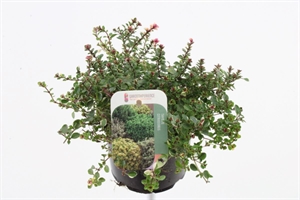 Тимьян лимоннопахнущий (чабрец лимонный) "Violet" 13/30 (Nieuwkoop Europe) 40125