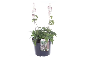 Тиарелла сердцелистная "Sugar And Spice" 17/40 (Nieuwkoop Europe) 40126