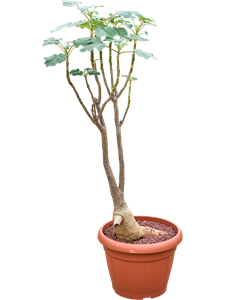 Ункарина декари 35/140 (Nieuwkoop Europe) 40127