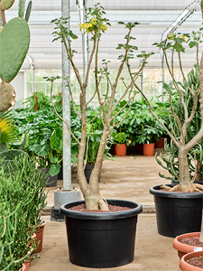 Ункарина декари 50/170 (Nieuwkoop Europe) 40128