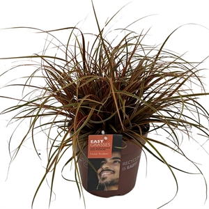 Унциния красная (унциния рубра) "Everflame" 17/35 (Nieuwkoop Europe) 40129