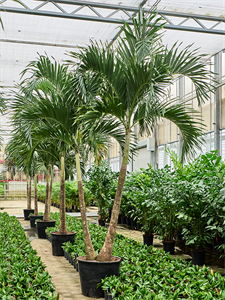 Вейтчия мерилли (адонидия) 65/425 (Nieuwkoop Europe) 40132