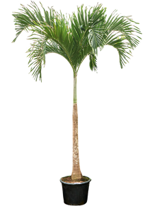 Вейтчия мерилли (адонидия) 45/425 (Nieuwkoop Europe) 40133