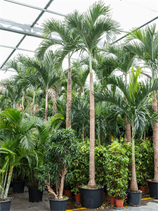 Вейтчия мерилли (адонидия) 80/550 (Nieuwkoop Europe) 40134