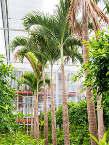 Вейтчия мерилли (адонидия) 80/575 (Nieuwkoop Europe) 40135