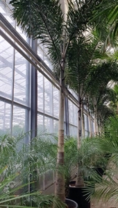 Водиетия раздвоенная (пальма "Лисий хвост") 70/550 (Nieuwkoop Europe) 40140