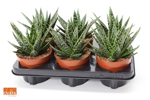 Гастералоэ (гастролея) "Tess" 12/15 (Nieuwkoop Europe) 40143