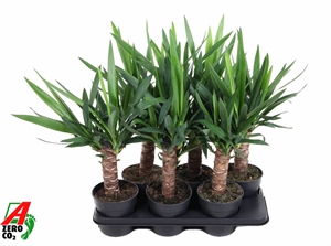 Юкка слоновая 15/60 (Nieuwkoop Europe) 40145