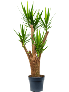 Юкка слоновая 34/180 (Nieuwkoop Europe) 40146