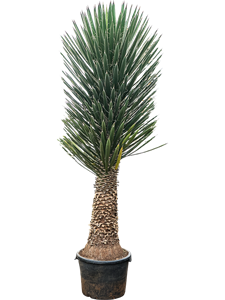 Юкка нитеносная (филифера) 38/185 (Nieuwkoop Europe) 40148