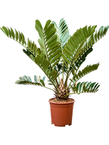 Замия шершавая (замия фурфурацея) 27/90 (Nieuwkoop Europe) 40150