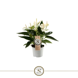 Антуриум "White Champion" белый 9/30 (Nieuwkoop Europe) 40152