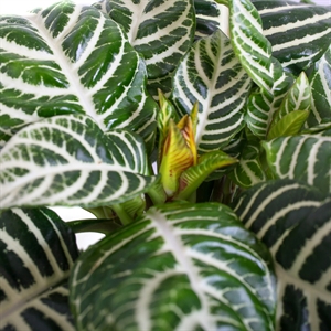 Афеландра оттопыренная (Nieuwkoop Europe) 40157