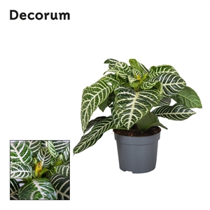 Афеландра оттопыренная 13/35 (Nieuwkoop Europe) 40158