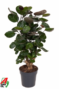 Аралия (полисциас) "Fabian" 19/80 (Nieuwkoop Europe) 40160