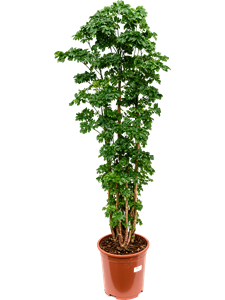 Аралия (полисциас) "Roble" 27/110 (Nieuwkoop Europe) 40161